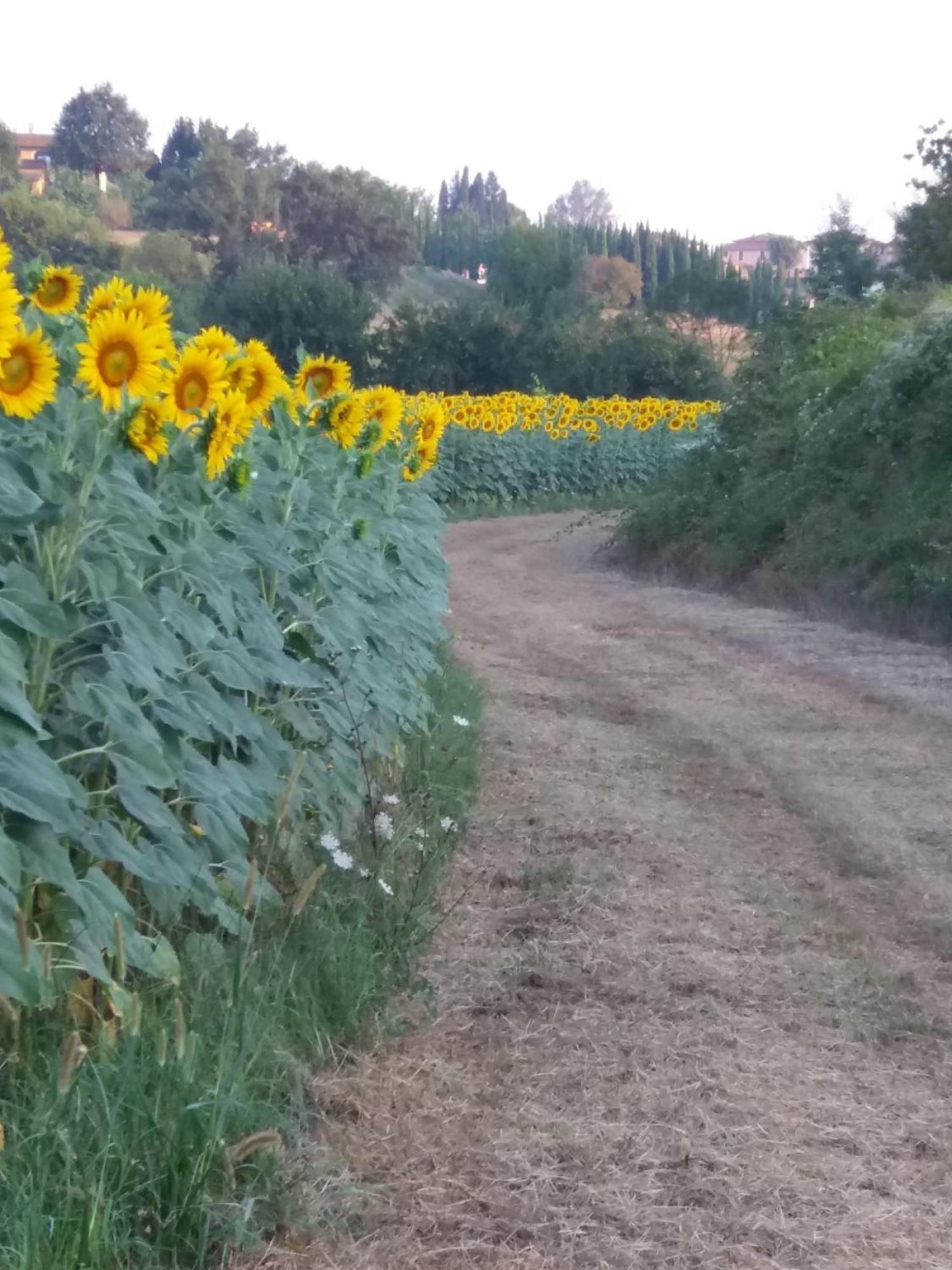 Podere Gian Battaglia Fucecchio Dış mekan fotoğraf