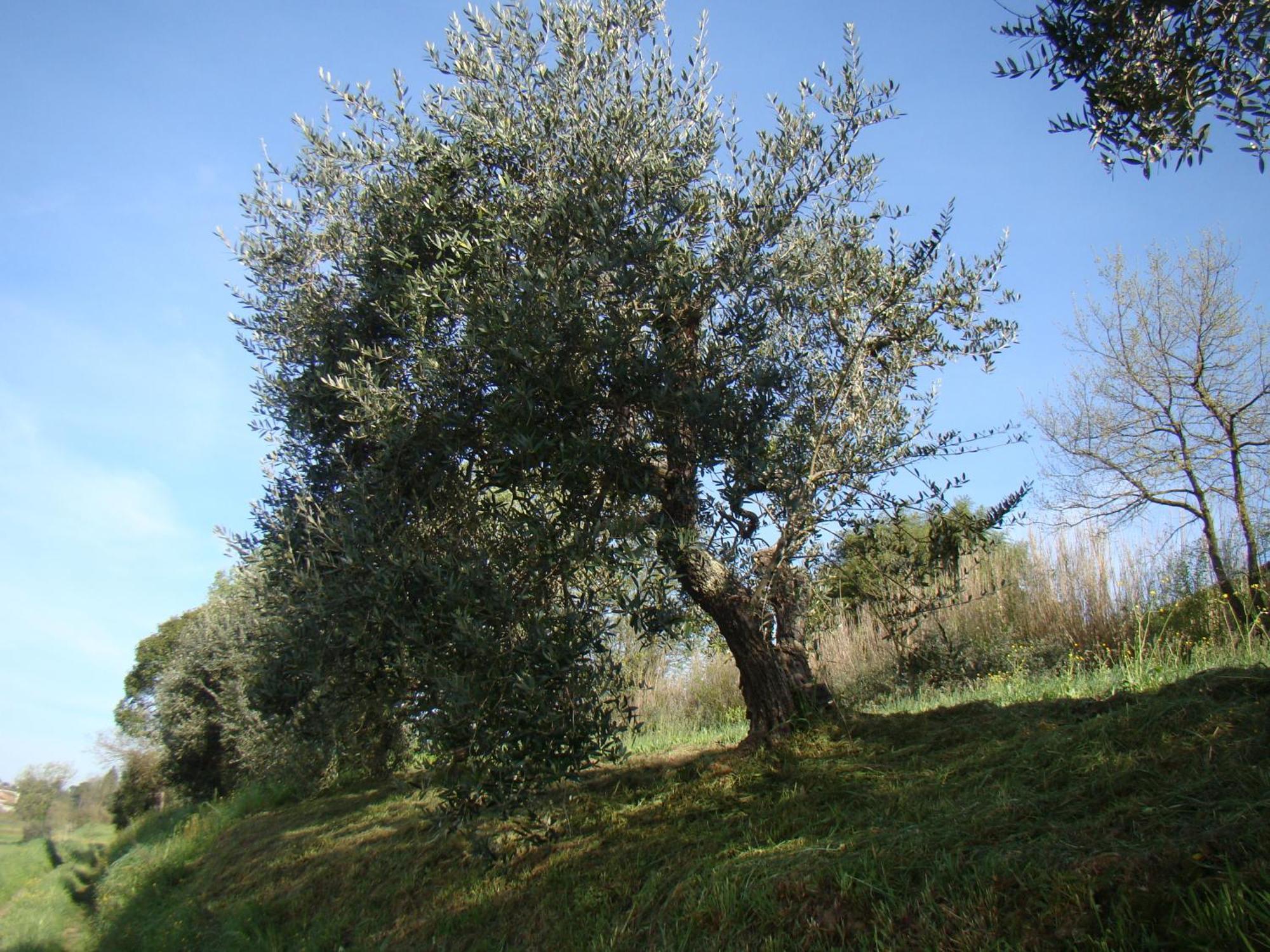 Podere Gian Battaglia Fucecchio Dış mekan fotoğraf